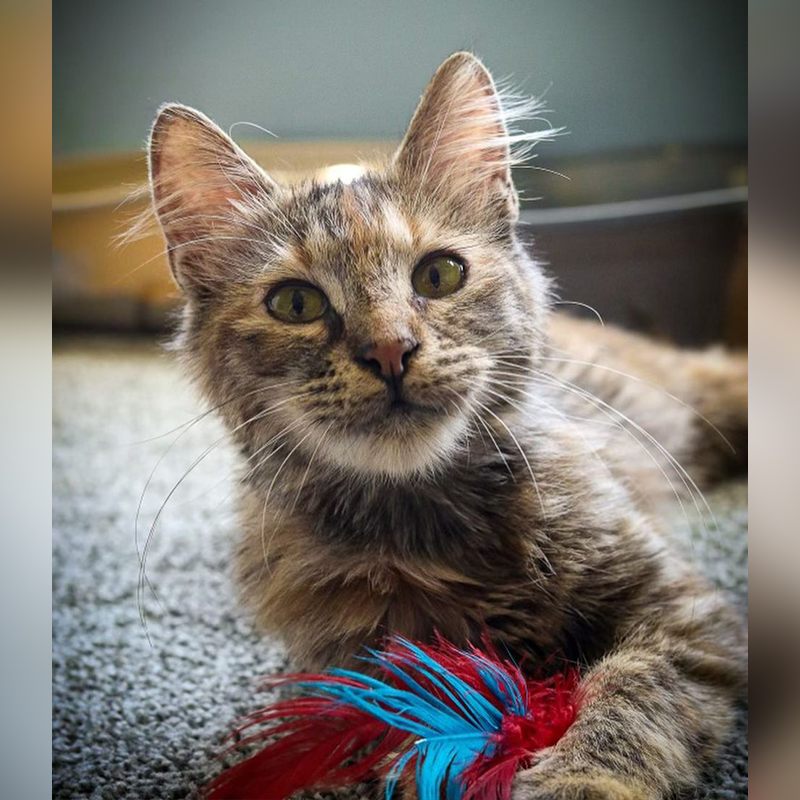 Maya the beauty queen torbie cat saved from a feral colony in Los Angeles, 2, Queen of Hearts Rescue