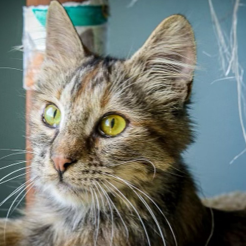 Maya the beauty queen torbie cat saved from a feral colony in Los Angeles, 2, Queen of Hearts Rescue, 4