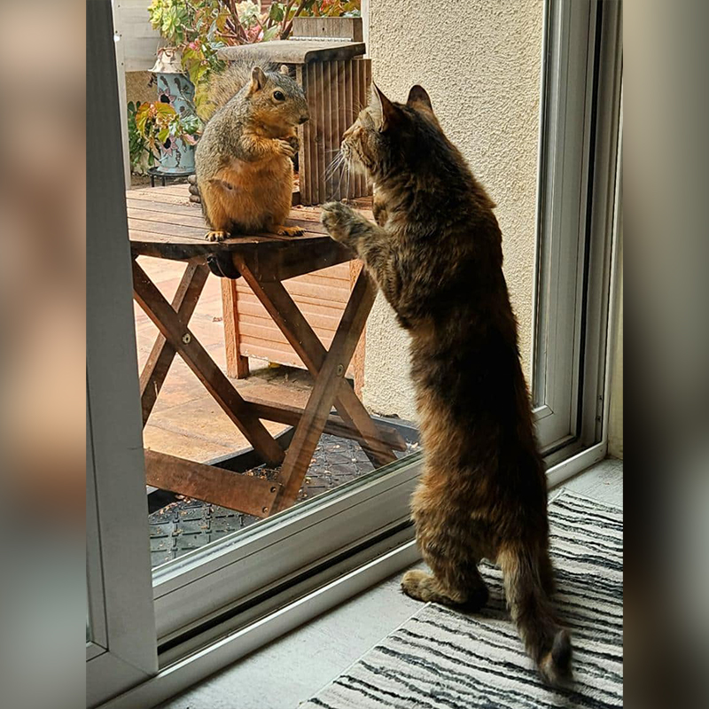 Maya the torbie cat looks at a squirrel through a glass patio door, Los Angeles, CAAT Friends