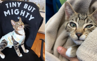 McNugget, kitten pulled from New York City shelter with pectus excavatum, funnel chest, Little Wanderers NYC