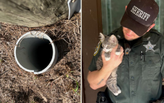 open pipe that kitten fell into in Florida, Citrus County Sheriff's Department, Facebook, Deputy Brandon Jones holds Mario the rescued and adopted kitten, ladder