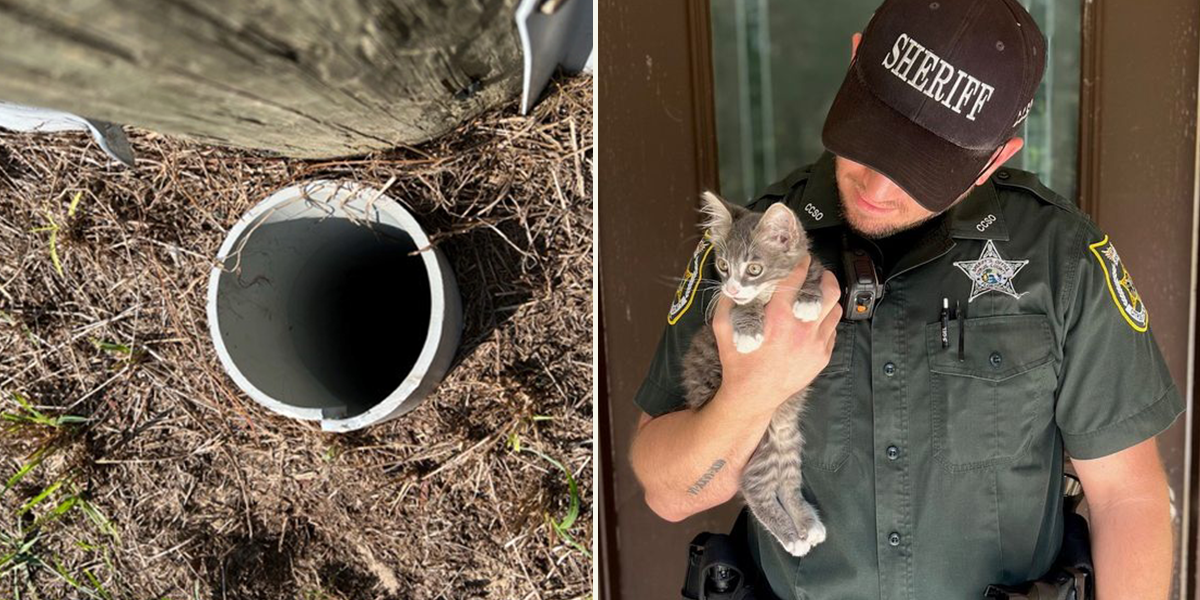 open pipe that kitten fell into in Florida, Citrus County Sheriff's Department, Facebook, Deputy Brandon Jones holds Mario the rescued and adopted kitten, ladder