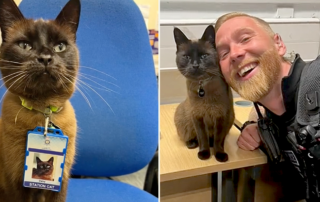 Daisy the Police Cat, pc_daisy, TikTok, Cambridgeshire Constabulary, Ivybridge Police Cat Daisy, UK, office cat