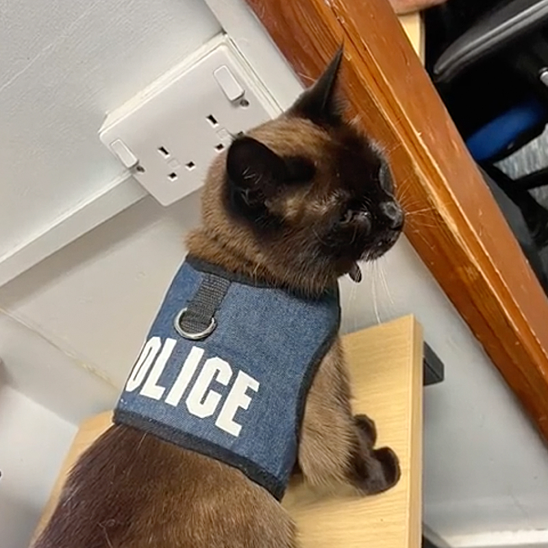 Daisy the Cat Sneaks into Police Station and Earns a Badge