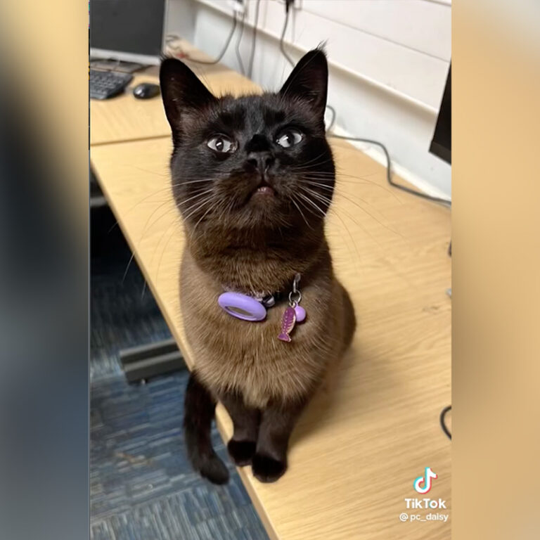Daisy the Cat Sneaks into Police Station and Earns a Badge