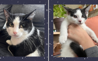 Rescued mother cat, Princess Leia and the Star Wars kittens, Rey Skywalker, Little Boo Rescue in Columbus, Ohio,