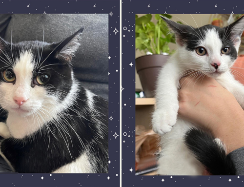 The Determined ‘Princess Leia’ Sneaks into a Home with Her Seven Star Wars Kittens
