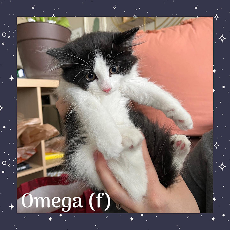 Omega the kitten from the Star Wars litter