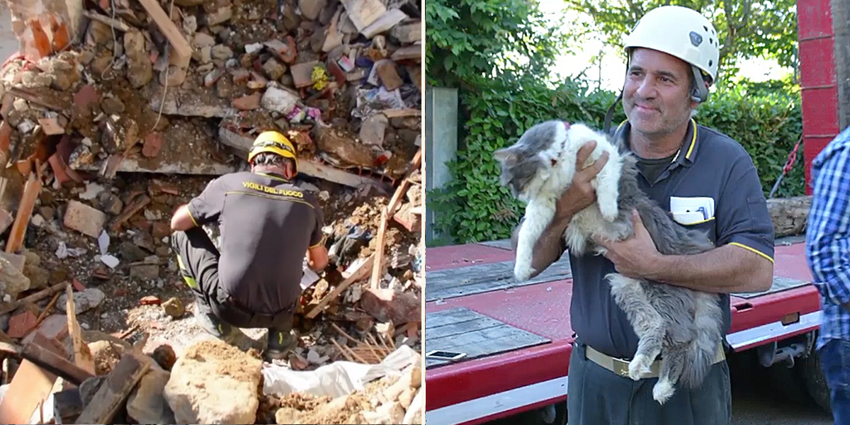 Rocco became a 'Miracle Cat' after surviving a 6.2-magnitude earthquake in central Italy, rescued 32 days later in Amatrice, Italy, Christiana Grazian