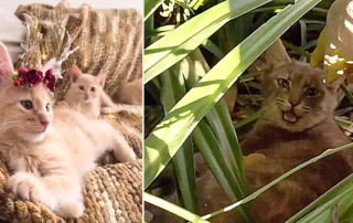 Cats of San Bernardino, friendly mama cat, rare rescue of friendly mama cat and beautiful kittens
