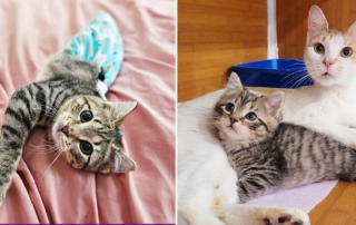 Marie Gutshall, Charlie's Army Animal Rescue, Philadelphia, Pennsylvania, kitten amputee, special needs, rescue, tabby, Sprinkle and Twinkle