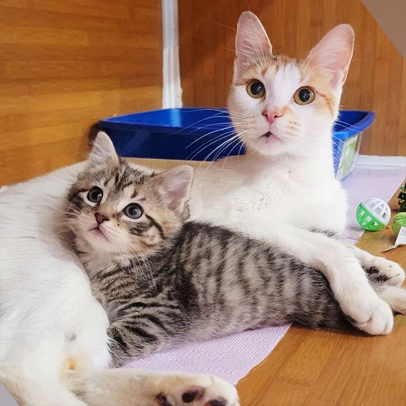 Twinkle the mama cat and Sprinkle the kitten, Charlie's Army Animal Rescue
