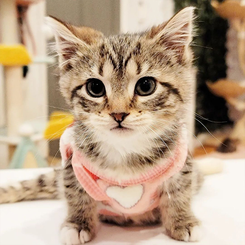 cute tabby rescued kitten wearing a sweater with a heart, Marie Gutshall, Charlie's Army, Philly