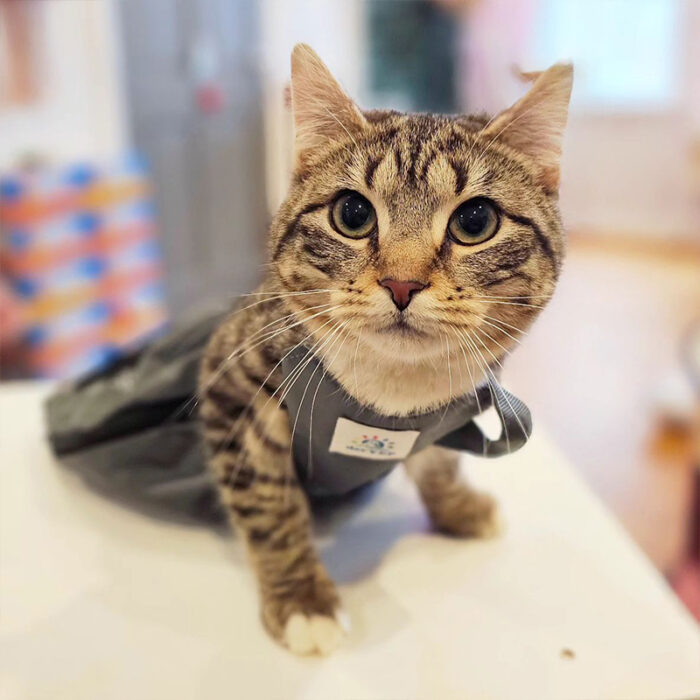 Sprinkle the Kitten Lost Her Legs and Tail but Still Tackles Life