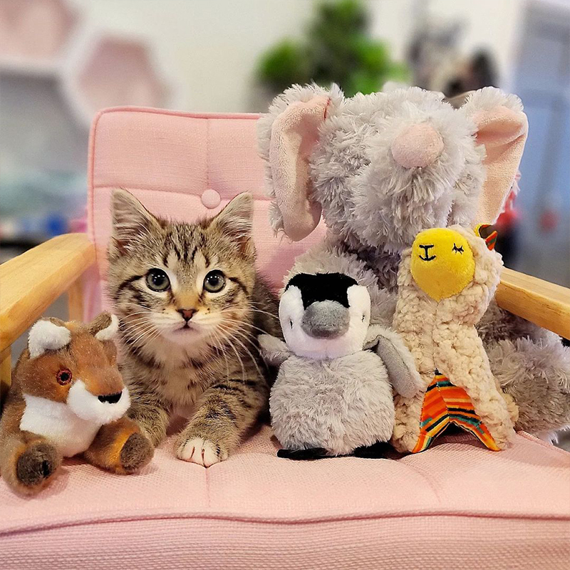 Tabby kitten in stuffed animals, Charlie's Army