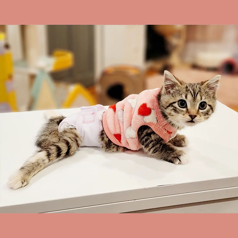 Paralyzed tabby kitten in a sweater with hearts, Charlie's Army Animal Rescue