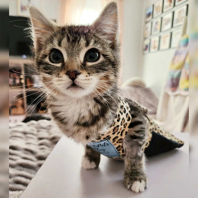 Kitten wearing leopard-print suit