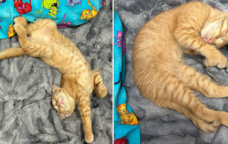 Nala's Foster Kittens, Bradenton, Florida, Strontium the rescued cat found in a hot house without water or food