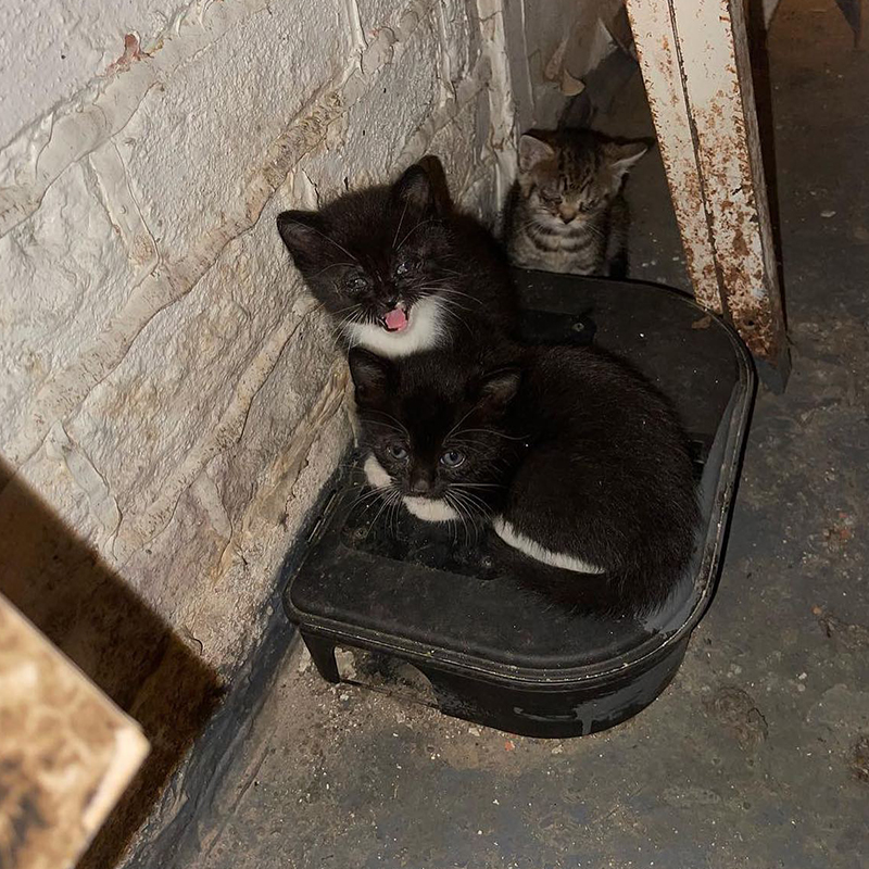 Swiftie's babies in a Bronx basement