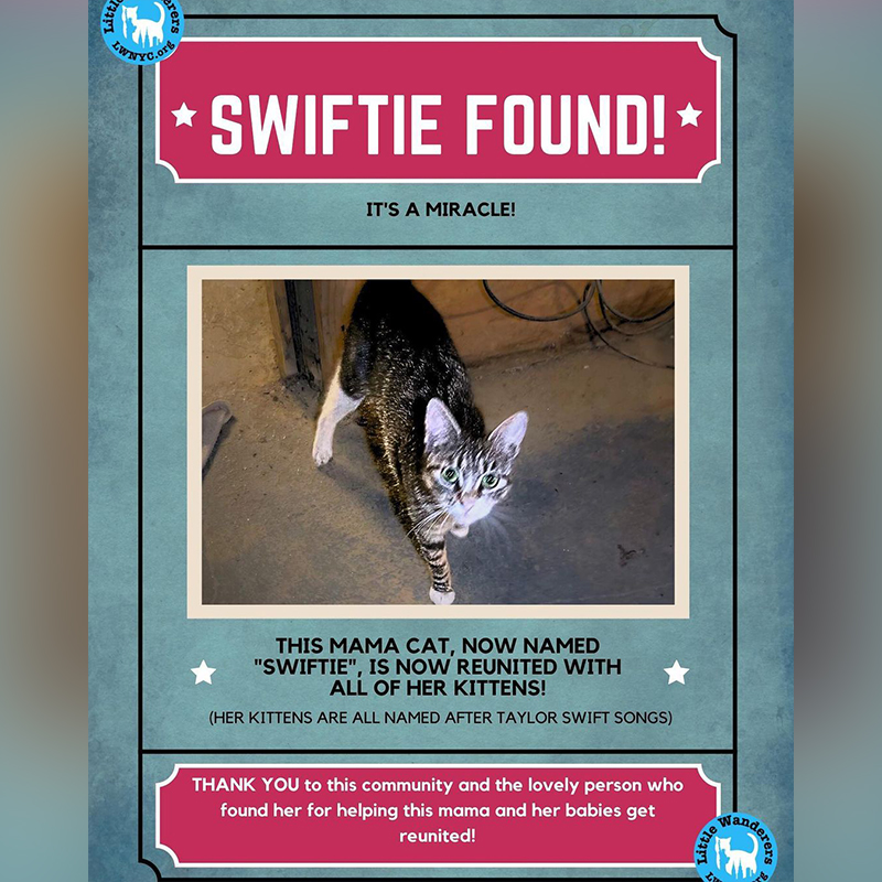 News that Swiftie the mama cat is found, Little Wanderers NYC, Bronx