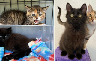 Molly DeVoss, cat behavior specialist, feline training, rule about cat adjustment period, three, three, three, Dallas, Texas, Calypso and Mazikeen from Cole and Marmalade after two months at home