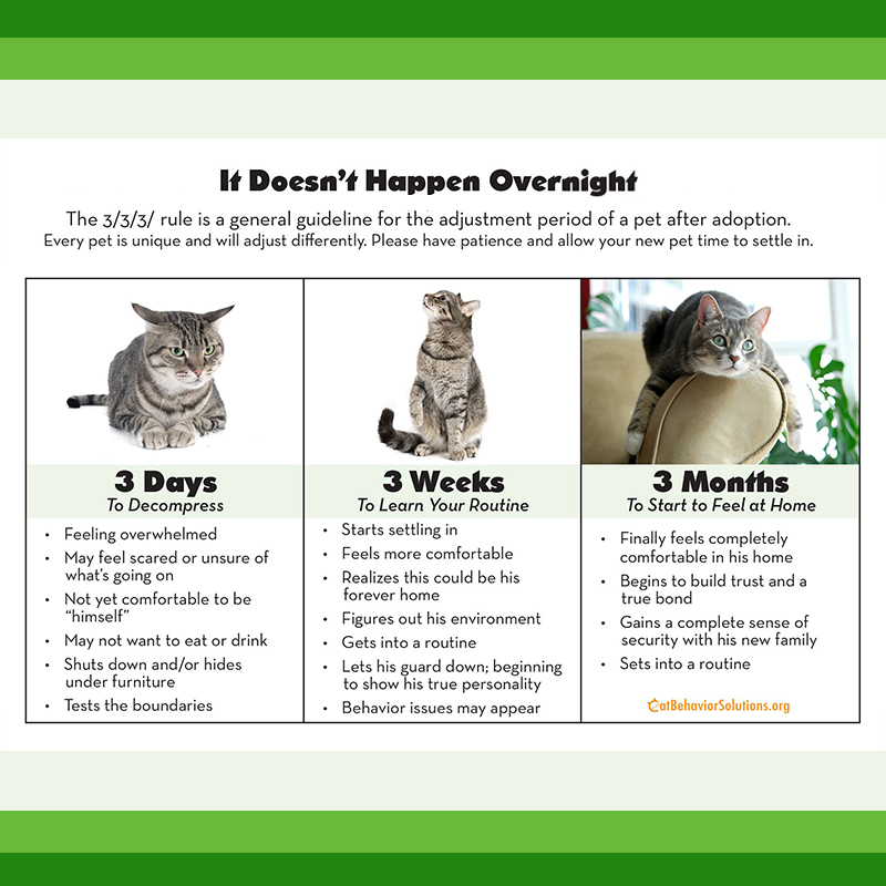 Molly DeVoss, cat behavior specialist, feline training, rule about cat adjustment period, three, three, three, Dallas, Texas, 3/3/3 rule