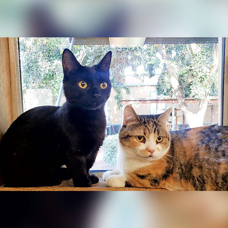 Bonded rescued cats, both females, California, Umi and Suna