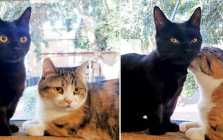 Umi and Suna, Ocean and Sand, The Cat House on the Kings, Parlier, California, cat rescue