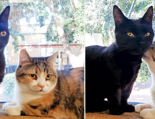 Bonded Rescue Cats Umi and Suna Go Together Like Sand and the Ocean