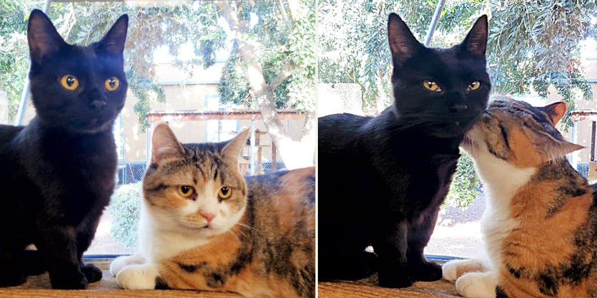 Umi and Suna, Ocean and Sand, The Cat House on the Kings, Parlier, California, cat rescue