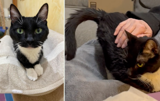 Purrect Cat Rescue Inc, Crystal Lake, Illinois, Unsinkable Molly the senior tuxedo cat, Lake Michigan