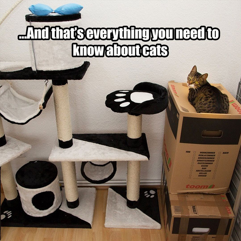  3/3/3 rule, cat adjustment period, everything you need to know about cats meme by Cat Man Chris