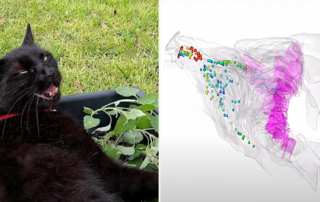 Cats' sense of smell, olfactory, Turbinates, nose, neuroscientists, housecat's nasal airways