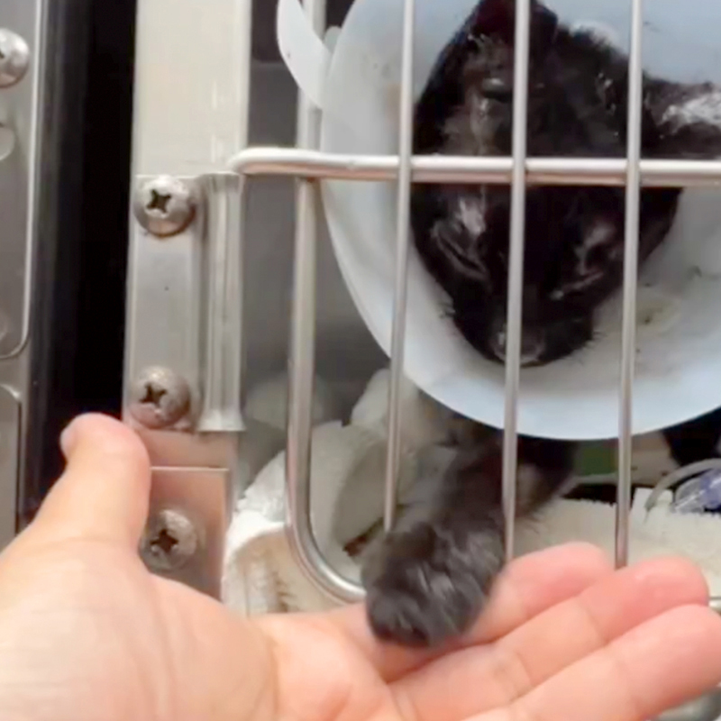 Maui cat reaches for rescuer's hand