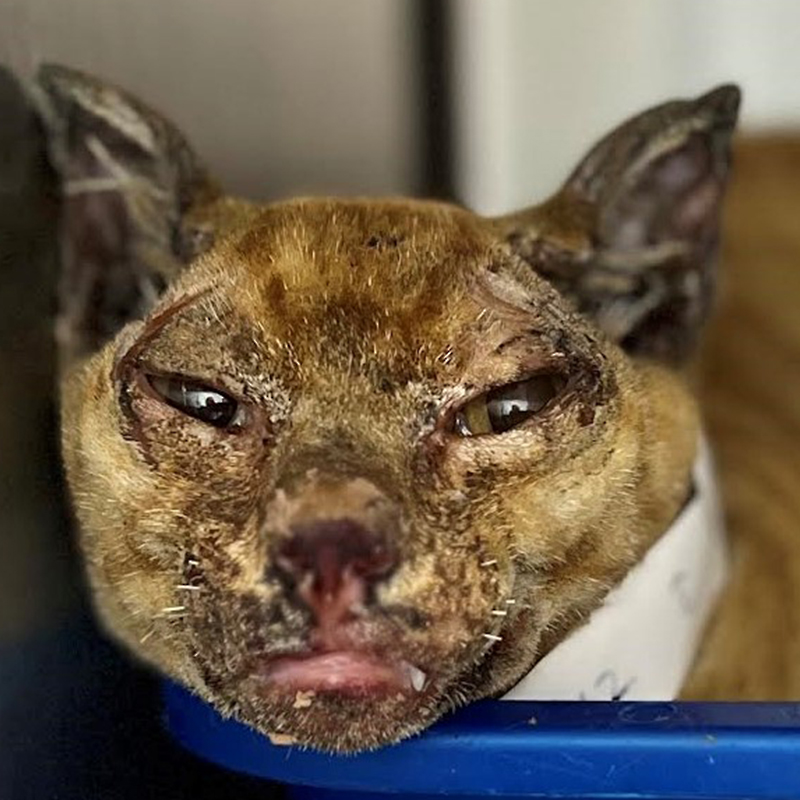 Alani the Cat Survived with Severe Burns, Maui Humane Society