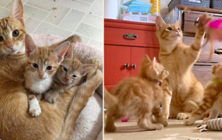 Archie, Jughead, Josie, Foster kittens from Cuddle Buddies Rescue in Katy, Texas, Best Cat Dad ever, Emily Gammon, Auntie Em's Foster Kittens
