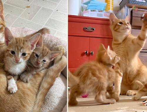 When Their Mom Couldn’t Be Found, Lucky Kittens Jughead and Josie Had Papa Archie, Who Made Sure To Stay By Their Side