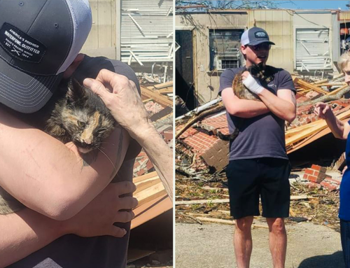 Man Finds Athena the Cat in His Home’s Wreckage After They Both Miraculously Survive Tornado