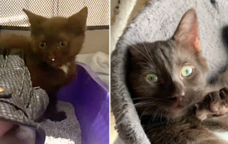 Brown cat named Bear, Jules, TikTok, yikesjules, rescue, Quebec, Canada,