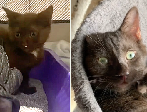 Wild and Rare Brown ‘Bear’ Kitten Has Lots of Love Hibernating Inside His Scared Little Body
