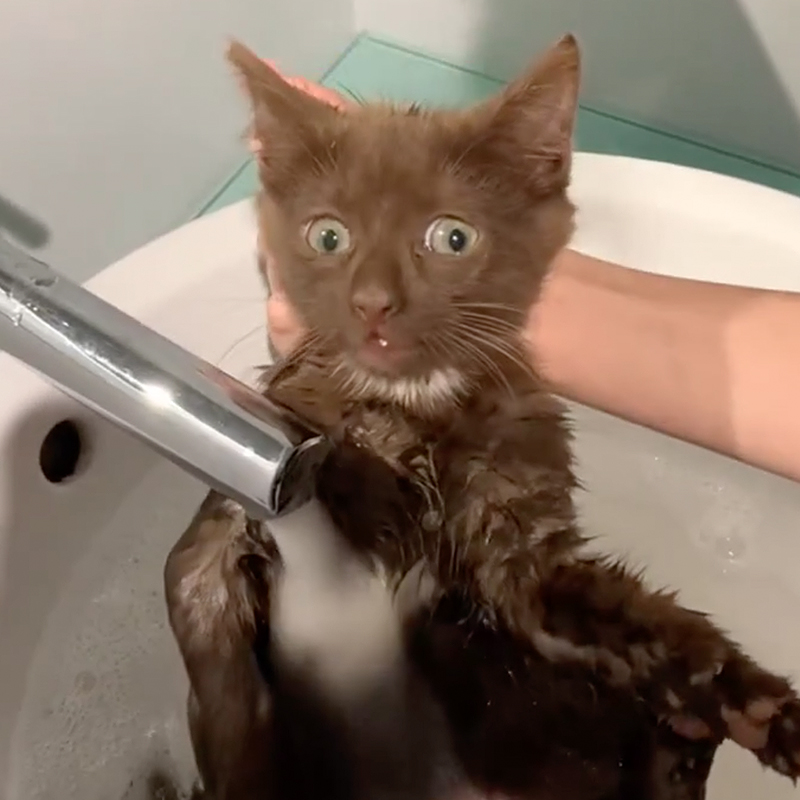 Giving brown kitten Bear a bath