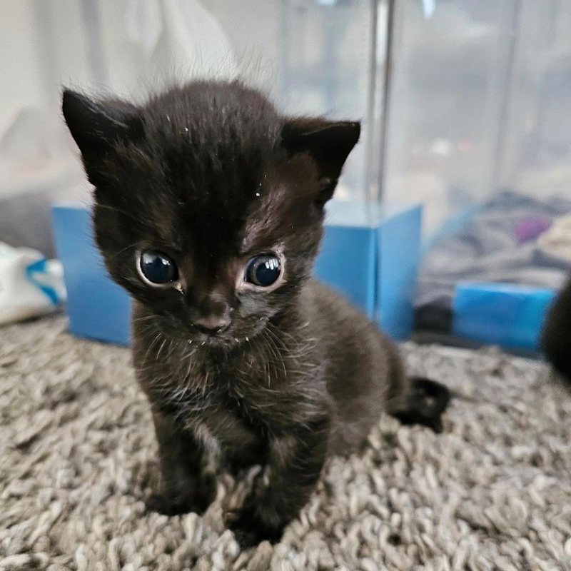 Bing Bong the kitten with an enlarged head and eyes, alien, hydrocephalus, 2