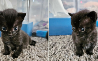 Amanda, Kitten Rescue Life, San Diego, Alien kitten, hydrocephalus, black cats, Bing Bong and Blumbo