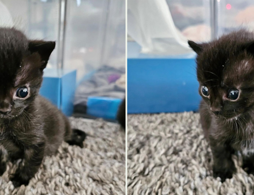 Kitten with Big Alien Eyes and Head Blasts Off for a Bright Future