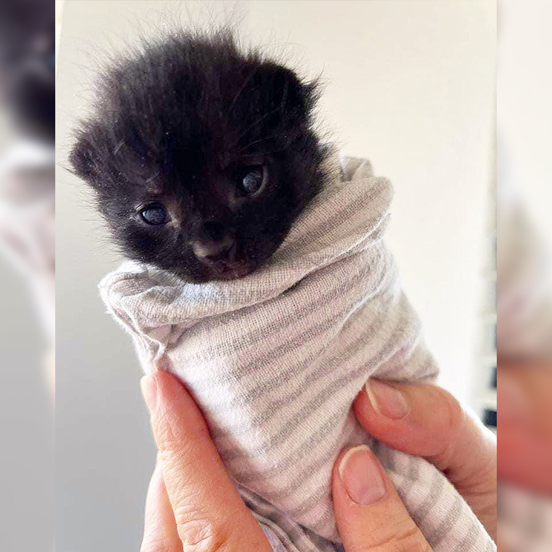 Bing Bong in a purrito towel wrap as a kitten