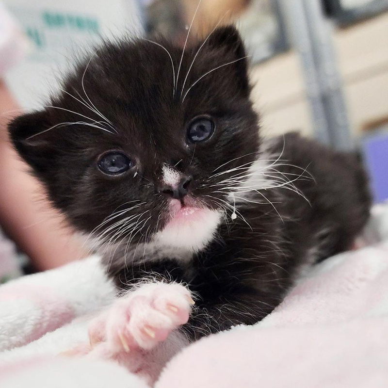 Binkle the black and white tuxie kitten, Kitten Rescue Life, San Diego