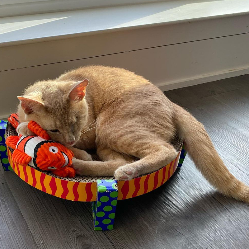 Bob the Builder sleeps on the scratcher bed sent with him by Beth Stern