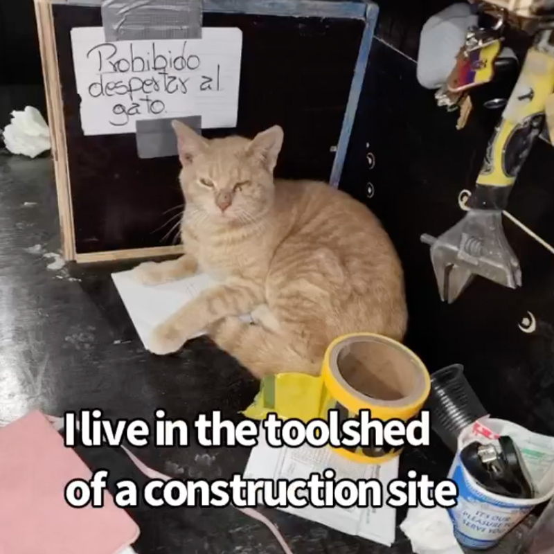 Bob the Builder in his toolshed area at the Bronx construction site