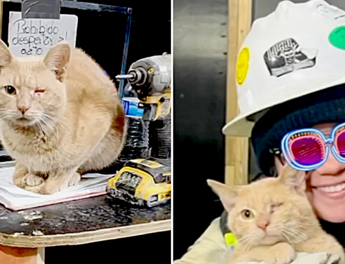 Cat Injured at Construction Site Builds an Ameowzing New Life Thanks to So Many Caring Hands
