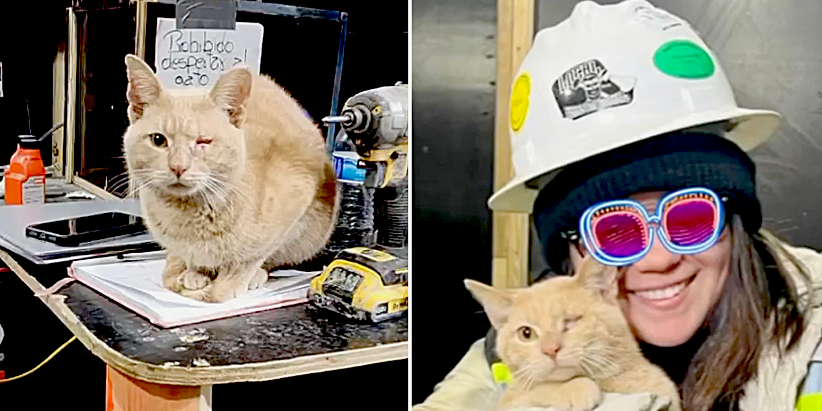 The Meowtsiders, Dana, Bob the Builder the cat rescued from a Bronx construction site, Beth Stern